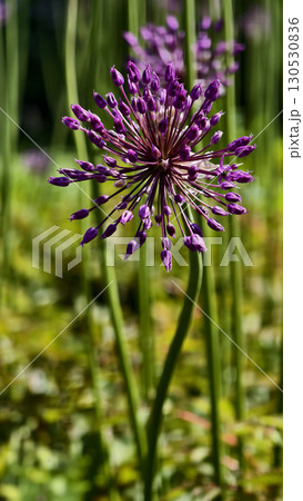 beautiful purple allium 130530836