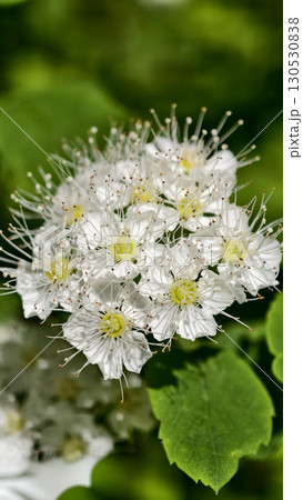 Spiraea bush in full bloom Spiraea bush in full bloom 130530838