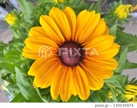 Black Eyed Susan (Rudbeckia Hirta) flower in the garden Black Eyed Susan (Rudbeckia Hirta) flower in the garden 130530974