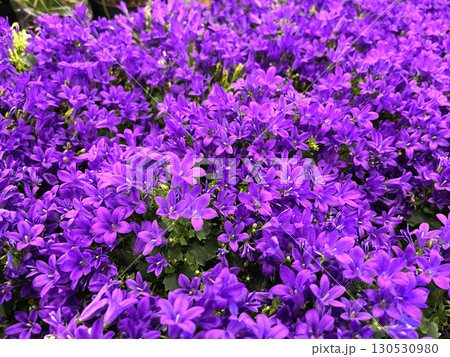 Campanula flower blossom close up 130530980