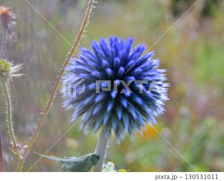Echinops or Globe Thistle flowers in the garden 130531011