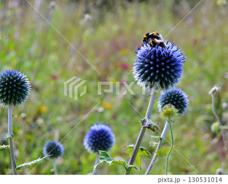 BumbleBee on Echinops or Globe Thistle flowers in the garden BumbleBee on Echinops or Globe Thistle flowers in the garden 130531014