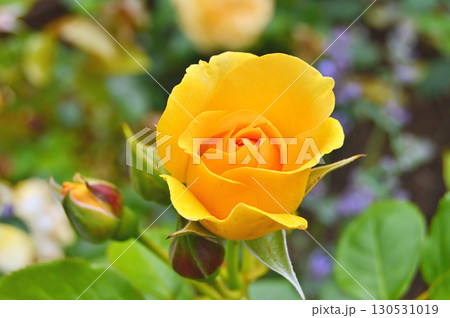Flowers in the garden during spring. Nature background 130531019