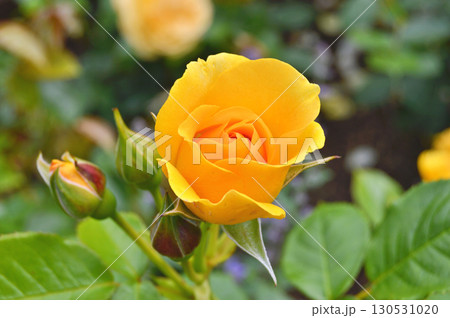 Flowers in the garden during spring. Nature background 130531020