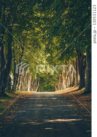 Beautiful alley in rural Denmark with Trees and sunlight Beautiful alley in rural Denmark with Trees and sunlight 130531123