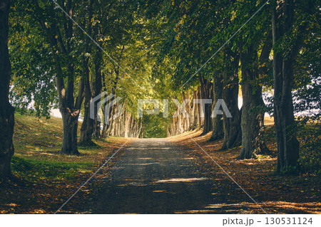 Beautiful alley in rural Denmark with sunshine shining through 130531124