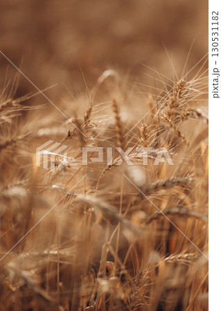 Ripe wheat fields natural landscape at sunset. farm harvest season. 130531182
