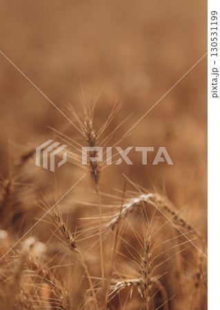 Ripe wheat fields natural landscape at sunset. farm harvest season. Ripe wheat fields natural landscape at sunset. farm harvest season. 130531199