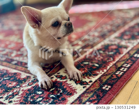 A contented and happy chihuahua at home illuminated by the sun. Photo 130531249
