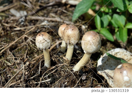 オオシロカラカサダケ 130531319