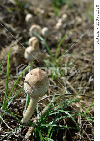 オオシロカラカサダケ 130531320