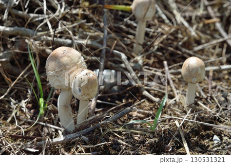 オオシロカラカサダケ 130531321