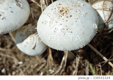 オオシロカラカサダケ 130531324