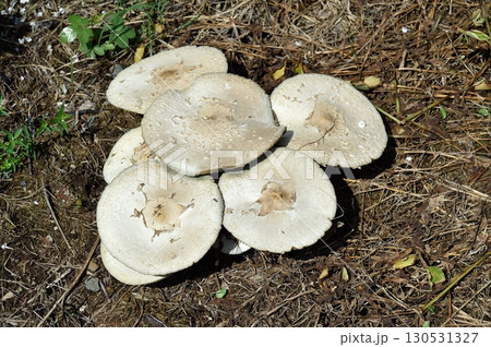 オオシロカラカサダケ 130531327