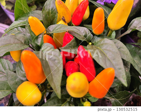 Peppers in flowerpot during summer Peppers in flowerpot during summer 130532515