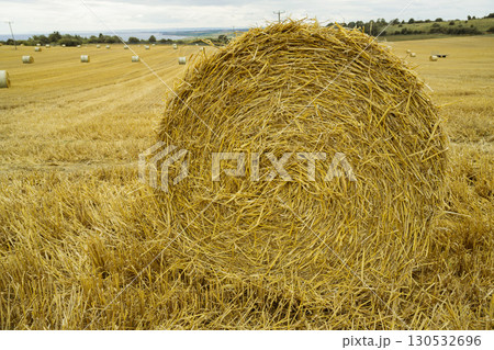 Closeup big round hay bale on a field. Midsummer collection of dry hay. 130532696