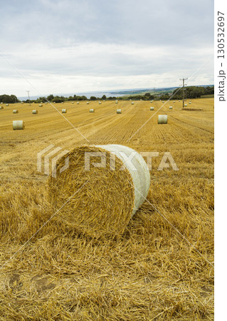 Round hay bales on a field. Midsummer collection of dry hay. Round hay bales on a field. Midsummer collection of dry hay. 130532697