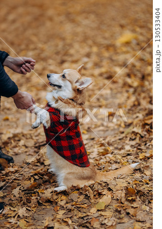 Corgi in red plaid coat training in autumn park with yellow leaves and human hands Corgi in red plaid coat training in autumn park with yellow leaves and human hands 130533404