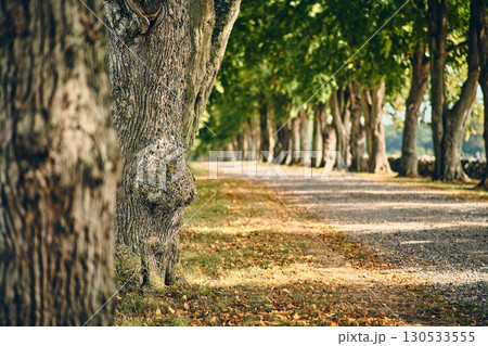 Old alley with gravel road in rural countryside Old alley with gravel road in rural countryside 130533555