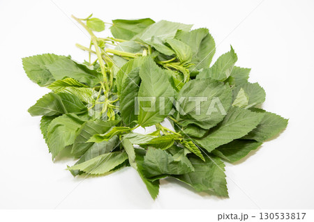 モロヘイヤ 130533817