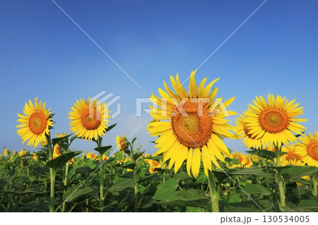 ひまわり畑3911 130534005