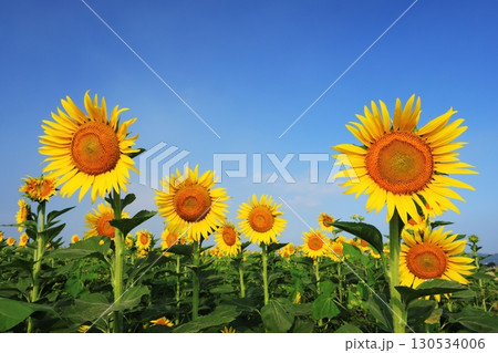 ひまわり畑3917 130534006