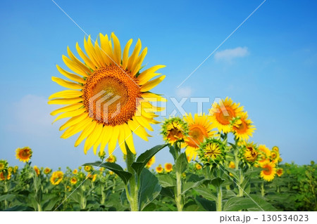 ひまわり畑100 130534023