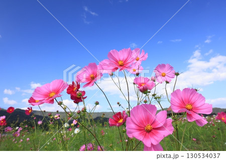 コスモス畑6405 130534037