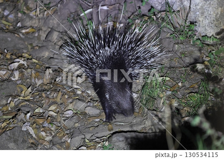 インドタテガミヤマアラシ 130534115