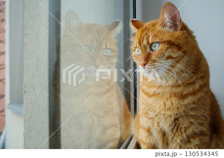 Sad and cute orange cat sitting by the window. Ginger adult cat sadly waiting for his owner to come home. 130534345