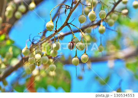 皺が目立つエゴノキの実(夏、八月) 皺が目立つエゴノキの実(夏、八月) 130534553