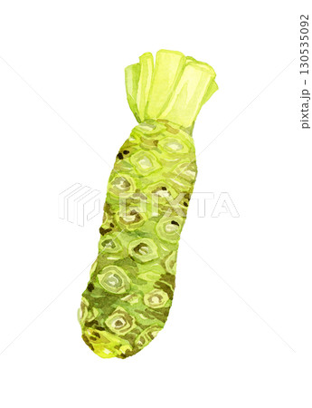 ワサビ（単品）　野菜・薬味の手描き水彩イラスト素材 130535092