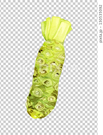 ワサビ（単品）　野菜・薬味の手描き水彩イラスト素材 130535092