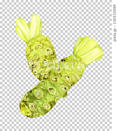 ワサビのセット　野菜・薬味の手描き水彩イラスト素材 130535094