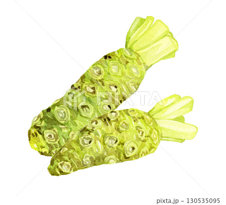 ワサビのセット　野菜・薬味の手描き水彩イラスト素材 130535095