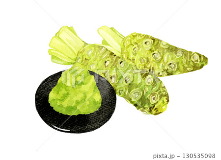 生ワサビのすりおろし　野菜・薬味の手描き水彩イラスト素材 130535098