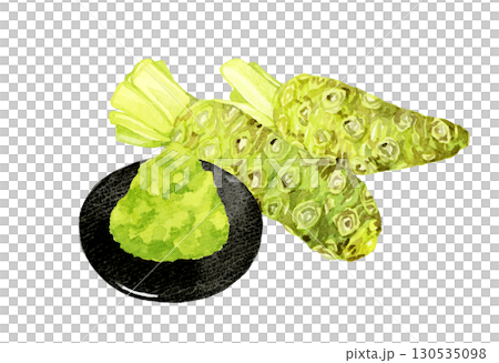 生ワサビのすりおろし　野菜・薬味の手描き水彩イラスト素材 130535098