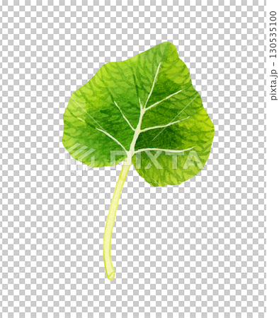 葉ワサビ（単品）　野菜・薬味の手描き水彩イラスト素材 130535100