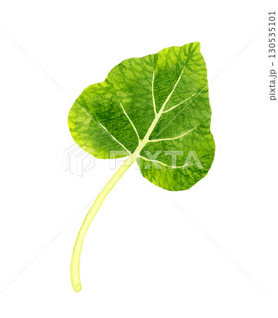 葉ワサビ（単品）　野菜・薬味の手描き水彩イラスト素材 130535101
