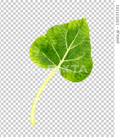葉ワサビ（単品）　野菜・薬味の手描き水彩イラスト素材 130535101