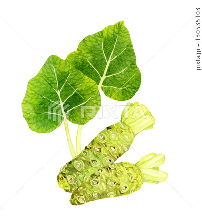 ワサビと葉ワサビのセット　野菜・薬味の手描き水彩イラスト素材 130535103
