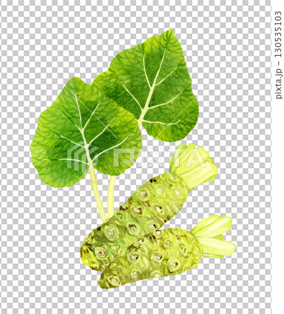 ワサビと葉ワサビのセット　野菜・薬味の手描き水彩イラスト素材 130535103