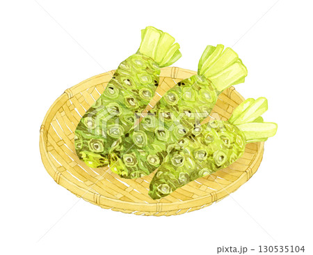竹ざるに乗った生ワサビ　野菜・薬味の手描き水彩イラスト素材 130535104