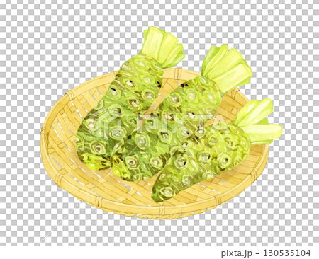 竹ざるに乗った生ワサビ　野菜・薬味の手描き水彩イラスト素材 130535104