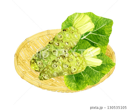 竹ざるに乗った生ワサビ　野菜・薬味の手描き水彩イラスト素材 130535105
