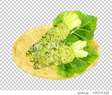 竹ざるに乗った生ワサビ　野菜・薬味の手描き水彩イラスト素材 130535105