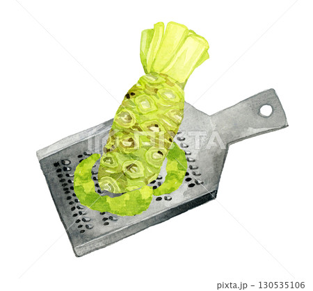 生ワサビのすりおろし　野菜・薬味の手描き水彩イラスト素材 130535106