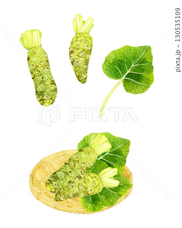 ワサビのイラストセット　野菜・薬味の手描き水彩イラスト素材 130535109