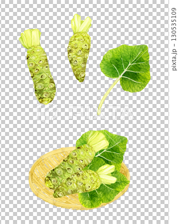 ワサビのイラストセット　野菜・薬味の手描き水彩イラスト素材 130535109