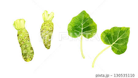 ワサビと葉ワサビのセット　野菜・薬味の手描き水彩イラスト素材 130535110